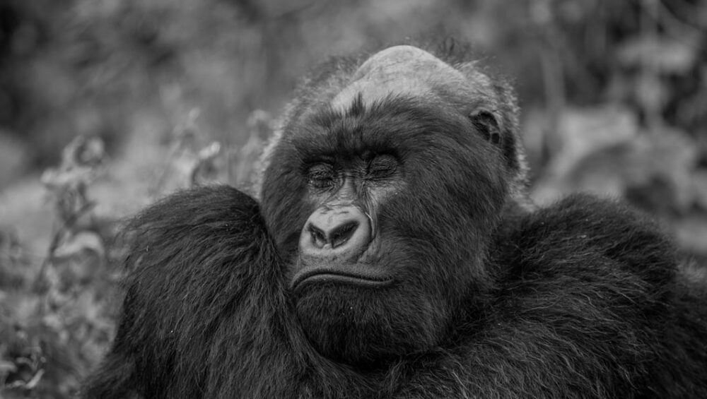 Rwanda Gorilla Trekking Guidelines. 6-Day Rwanda Tour