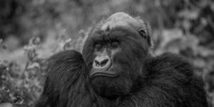 Rwanda Gorilla Trekking Guidelines. 6-Day Rwanda Tour