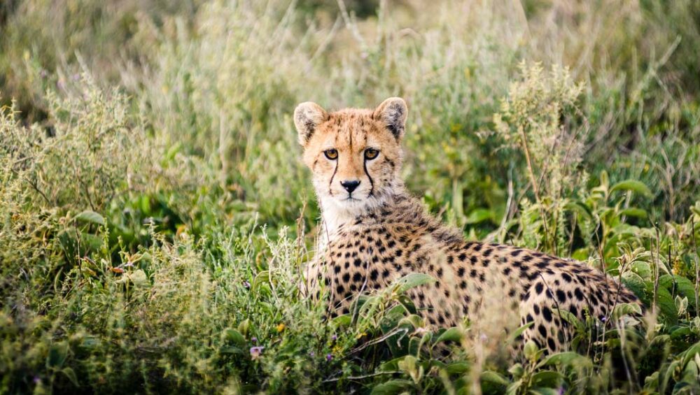 Tanzania Classic Safari Adventures and Wildlife Journeys. 8-Day Serengeti Safari