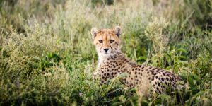 Tanzania Classic Safari Adventures and Wildlife Journeys. 8-Day Serengeti Safari