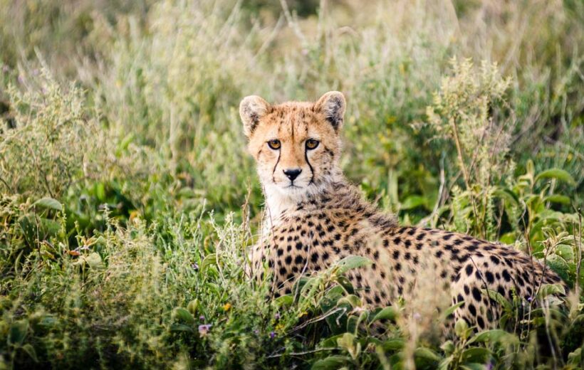 8-Day Serengeti Safari