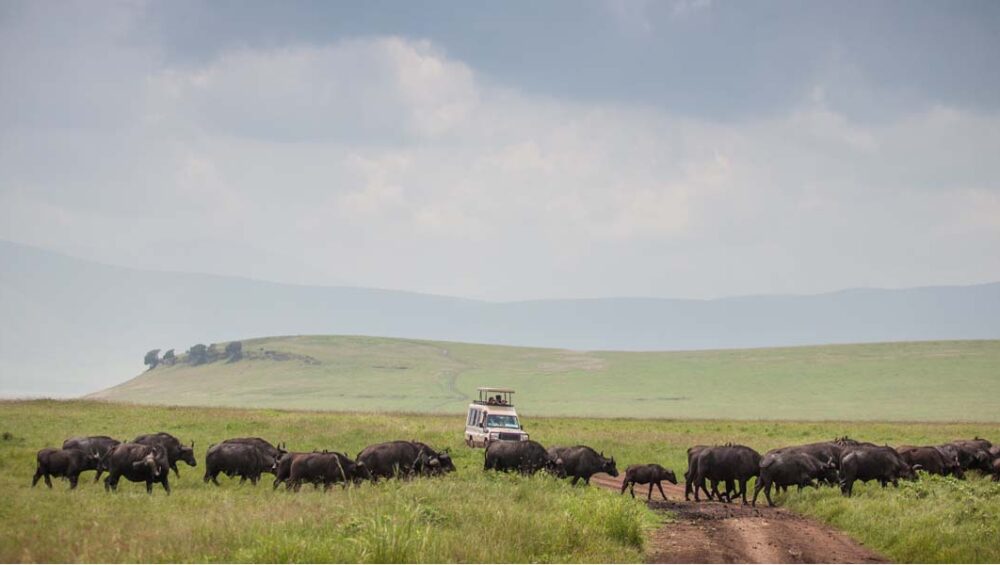 Tanzania Safari Adventures. Discovery Journeys