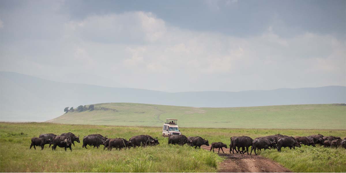 Tanzania Safari Adventures. Discovery Journeys