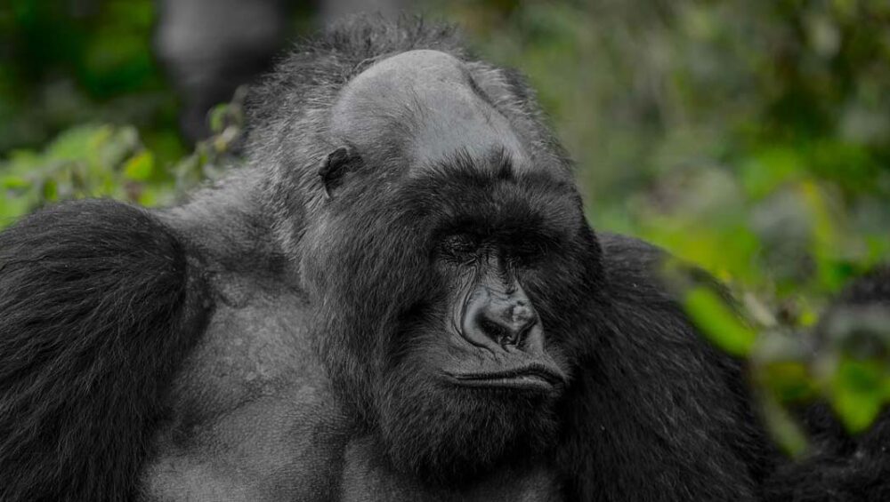 Volcanoes National Park's Bald Mountain Gorilla. Discovery Journeys. 6-Day Rwanda Tour