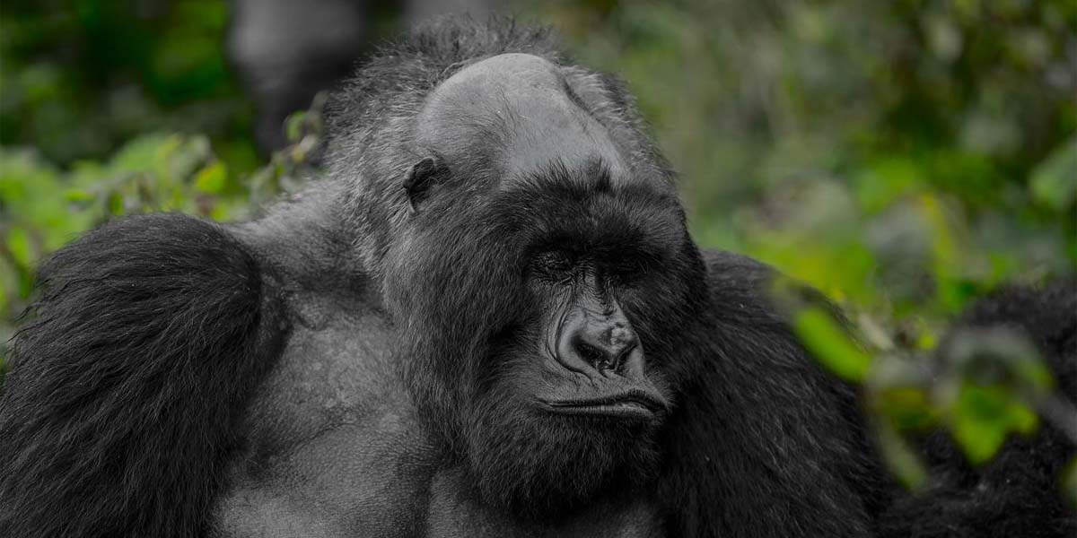 Volcanoes National Park's Bald Mountain Gorilla. Discovery Journeys. 6-Day Rwanda Tour