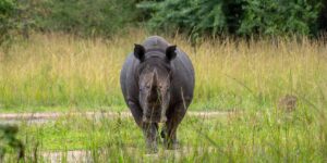 Ziwa Rhino Sanctuary Wildlife Adventures