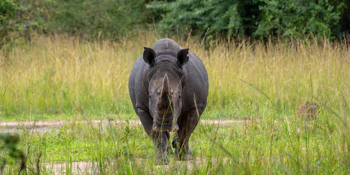 Ziwa Rhino Sanctuary Wildlife Adventures