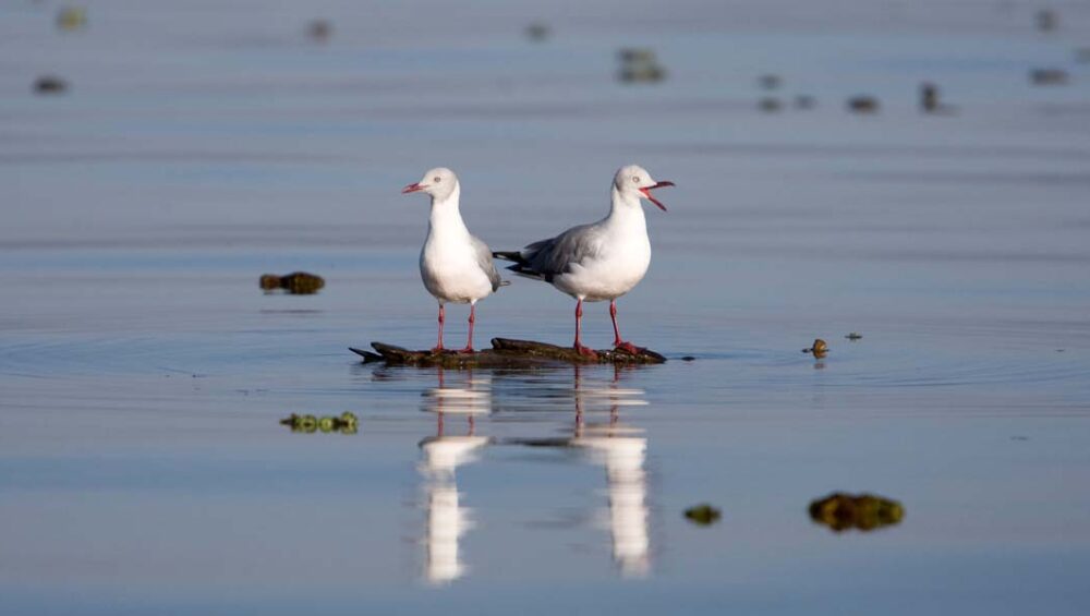 Birds on Lake Naivasha. Key Kenya Rift Valley Safari destinations