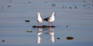 Birds on Lake Naivasha. Key Kenya Rift Valley Safari destinations