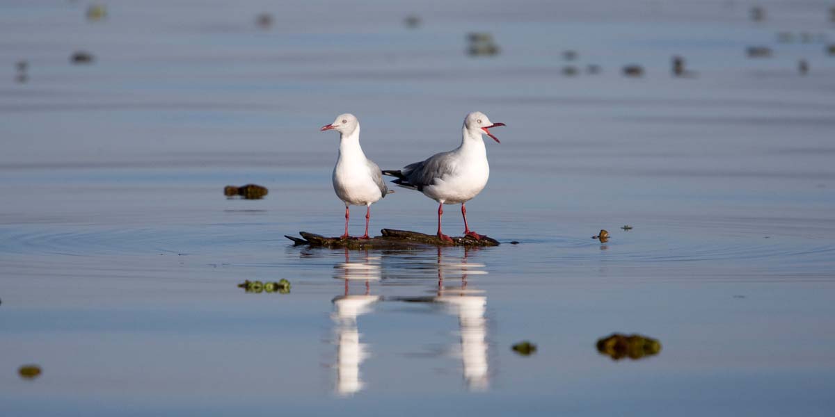 Birds on Lake Naivasha. Key Kenya Rift Valley Safari destinations