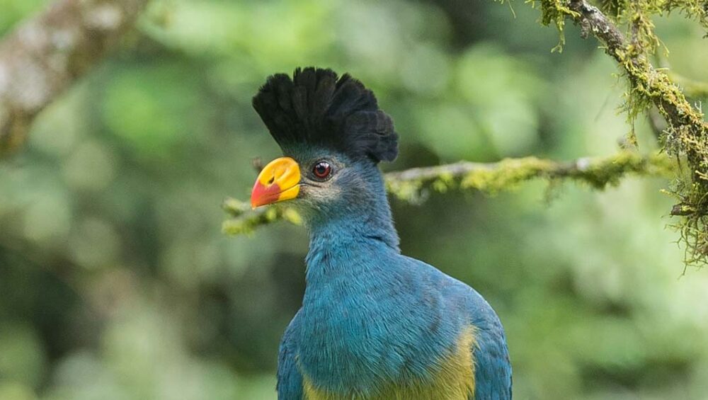 Rwanda Birding Tours and Safari Destinations
