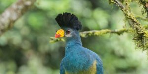 Rwanda Birding Tours and Safari Destinations