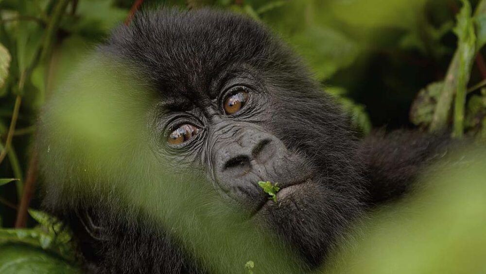Rwanda Mountain Gorilla Tour Adventures. Discovery Journeys