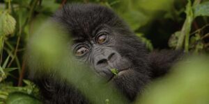 Rwanda Mountain Gorilla Tour Adventures. Discovery Journeys