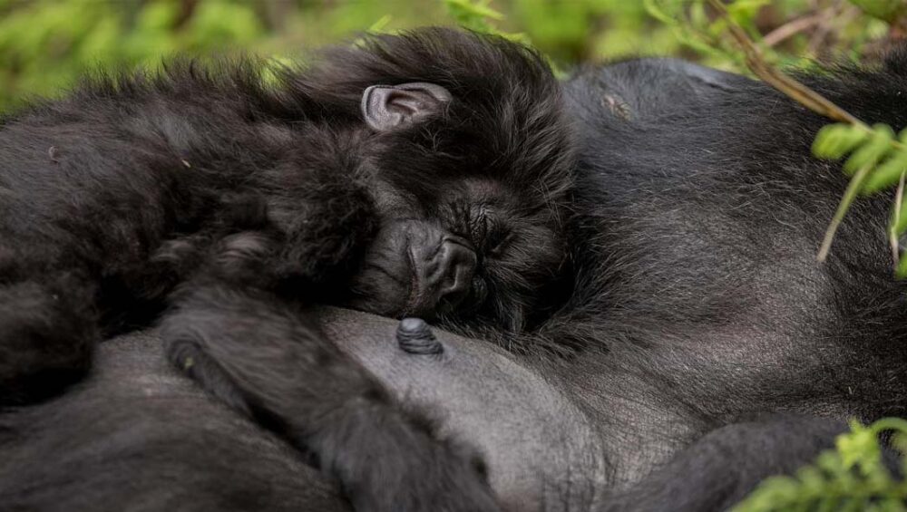 Rwanda Mountain Gorilla Trekking Photography Tips. 4-day Double gorilla trekking tour