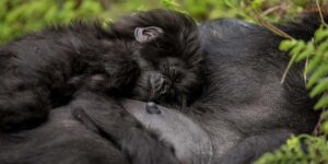 Rwanda Mountain Gorilla Trekking Photography Tips. 4-day Double gorilla trekking tour