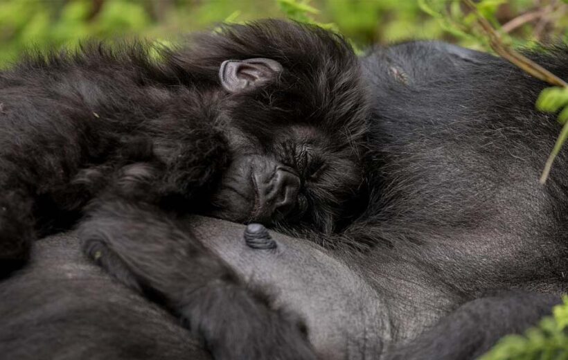 4-Day Double Gorilla Trekking Tour