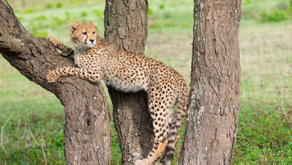 Tanzania Honeymoon Safari experiences. Discovery Journeys