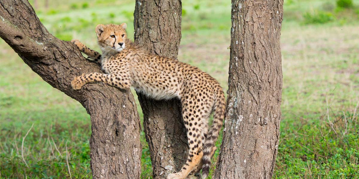 Tanzania Honeymoon Safari experiences. Discovery Journeys