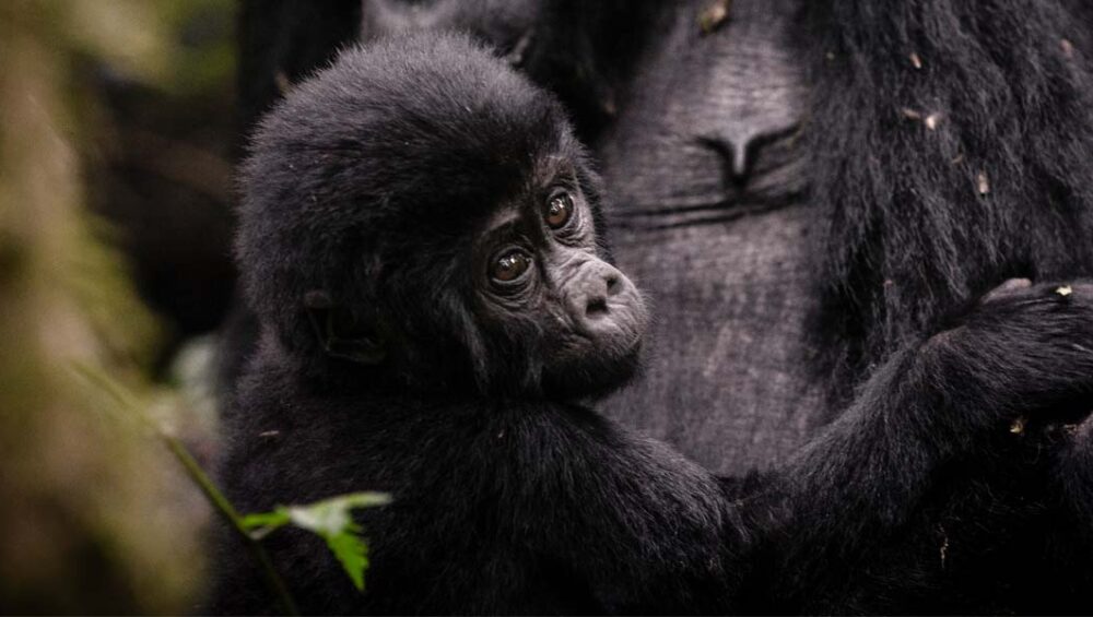 Uganda Gorilla Trekking Safari Adventures