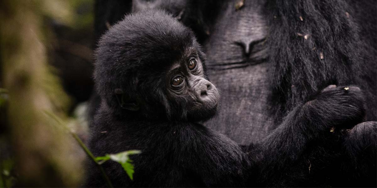 Uganda Gorilla Trekking Safari Adventures