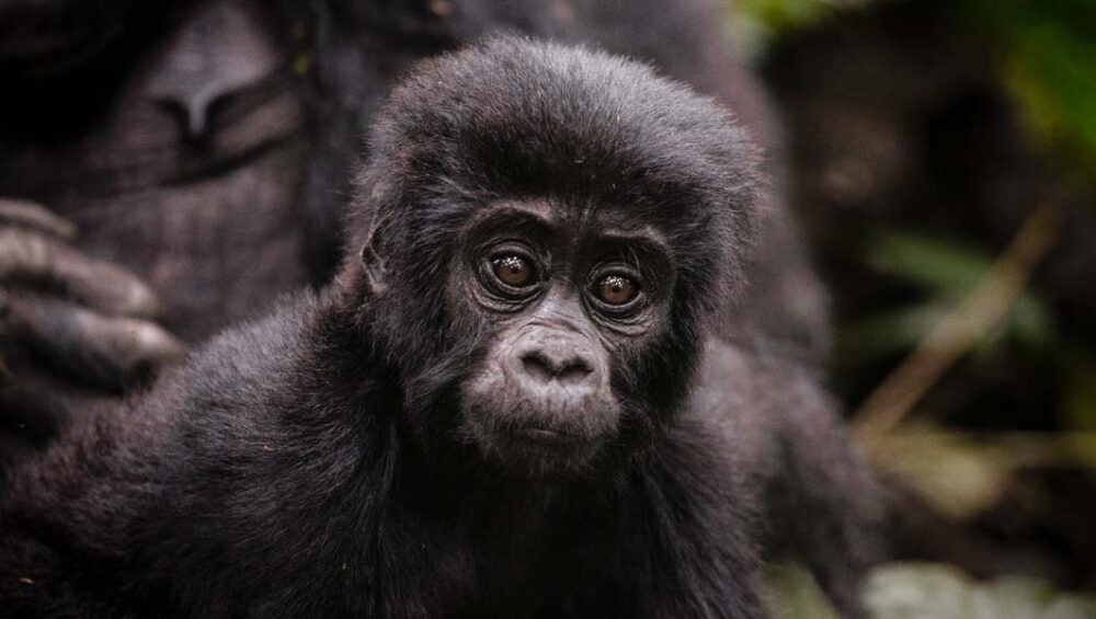 Baby Gorilla in Bwindi. Uganda Tour Adventures to Bwindi Impenetrable National Park.