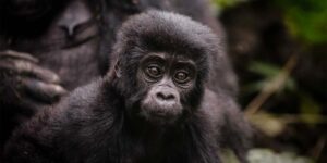 Baby Gorilla in Bwindi. Uganda Tour Adventures to Bwindi Impenetrable National Park.