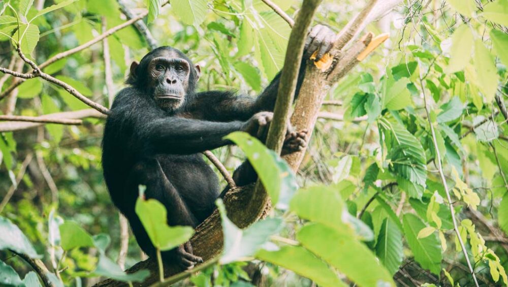 Best Kept Western Tanzania Safari Tour Destinations