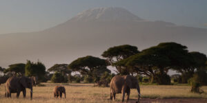 Must Do Kenya Tour Experiences. Discovery Journeys