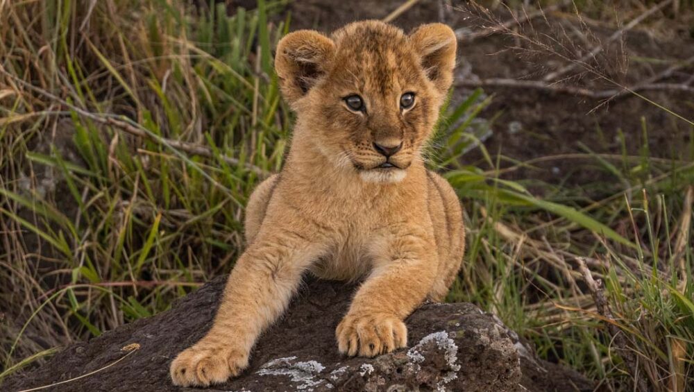 Masai Mara Discovery Journeys and Exclusive Encounters