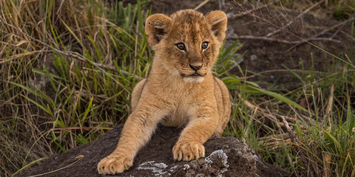 Masai Mara Discovery Journeys and Exclusive Encounters