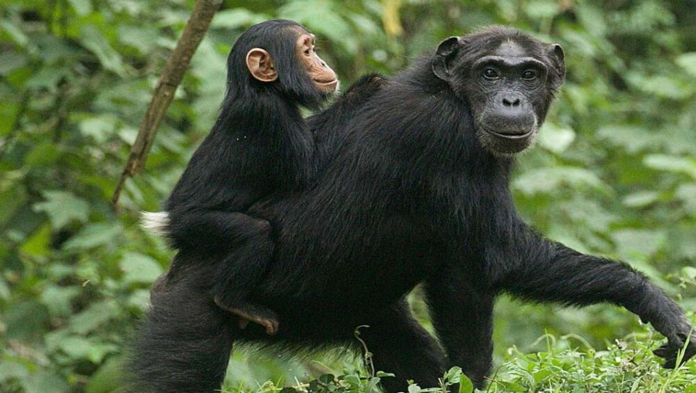 Rwanda Chimpanzee Trekking Tours in Nyungwe Forest. 5-day Rwanda Tour