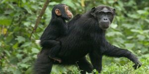 Rwanda Chimpanzee Trekking Tours in Nyungwe Forest. 5-day Rwanda Tour