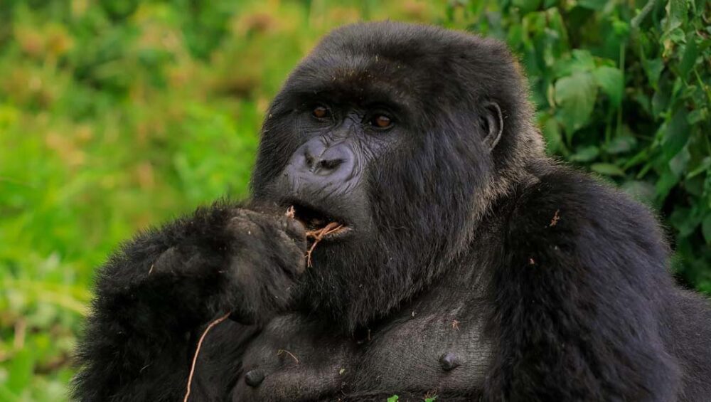 Rwanda Discounts Mountain Gorilla Trekking Permits