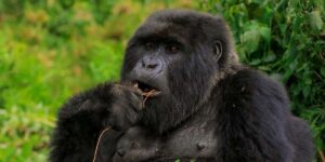 Rwanda Discounts Mountain Gorilla Trekking Permits