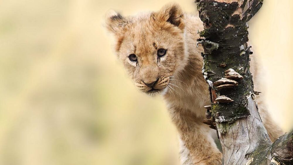 Tips for a successful Tanzania safari Tour. 4-Day Serengeti Safari