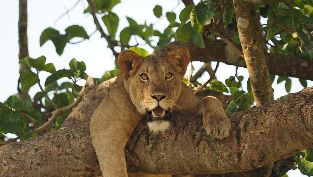 Uganda Budget Tours And Safari Adventures. Discovery Journeys