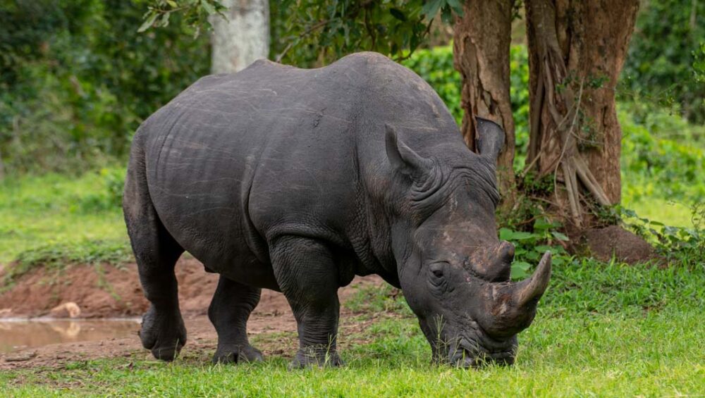 The Uganda Safari Giants and Ultimate Wildlife experiences. Discovery Journeys