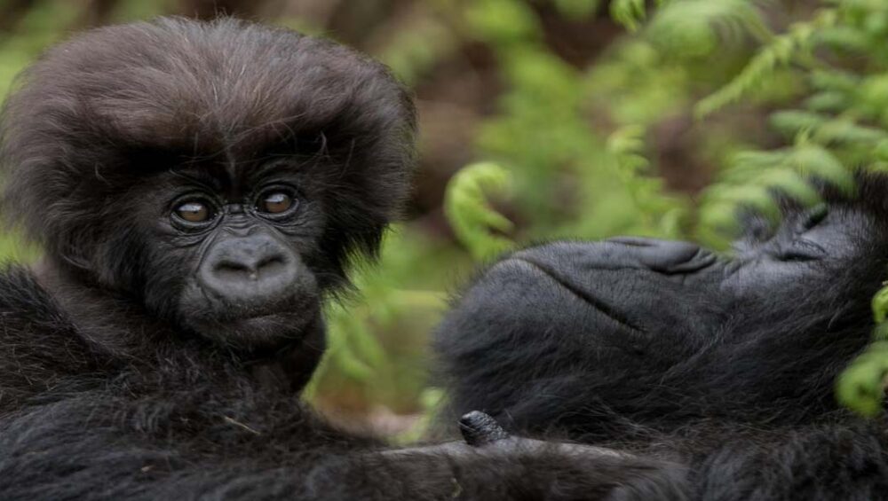 A 7-day Rwanda Flying Safari Tour. Photo By Eric Manzi
