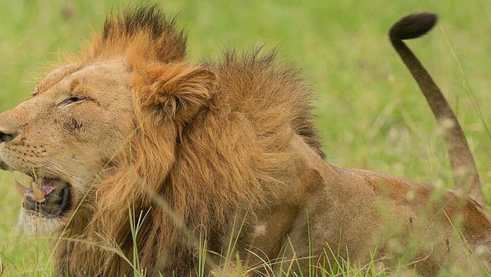 Akagera Big Five Safari Tour Experiences. Photo By Eric Manzi