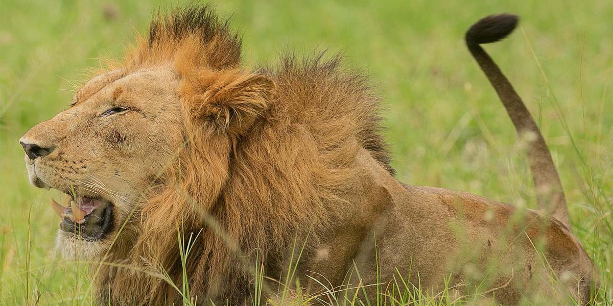 Akagera Big Five Safari Tour Experiences. Photo By Eric Manzi