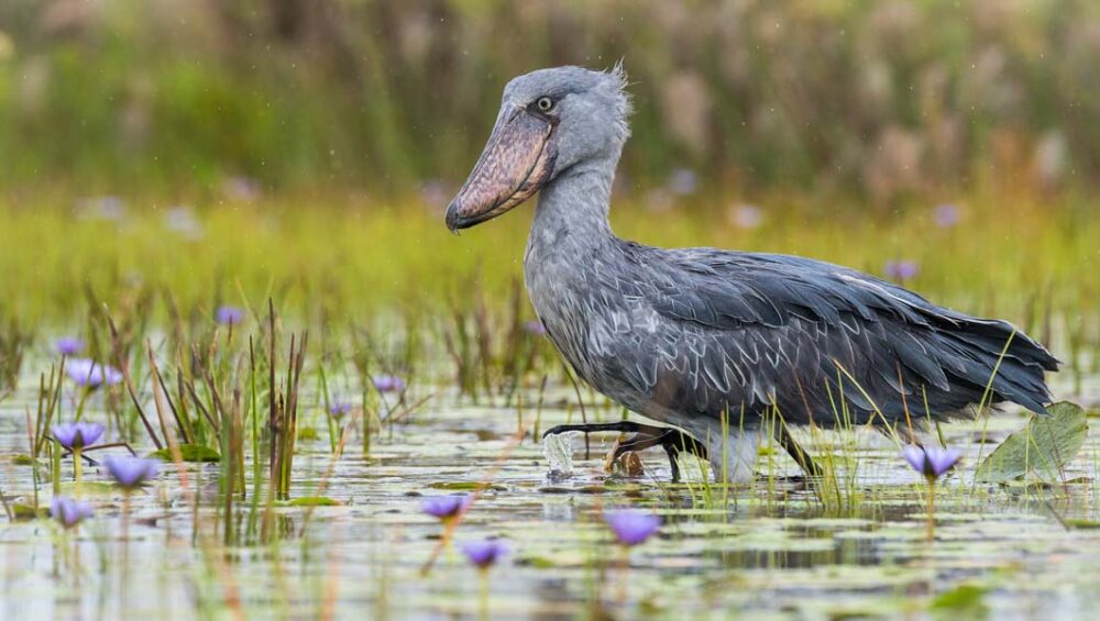 Mabamba Birding Safari Tour. Discovery Journeys. 13-day Birding Safari