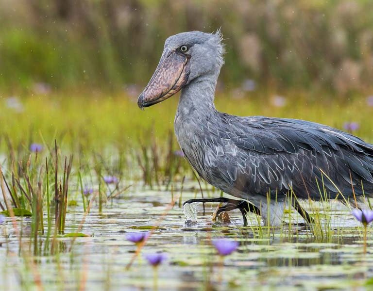 Mabamba Birding Safari Tour. Discovery Journeys. 13-day Birding Safari