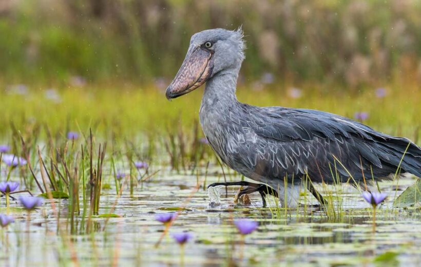 13-Day Uganda Birding Safari