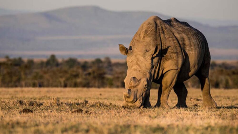 The Best Kenya Wildlife Conservancies. Courtesy Photo. 8-Day Kenya Safari