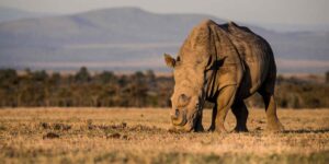 The Best Kenya Wildlife Conservancies. Courtesy Photo. 8-Day Kenya Safari