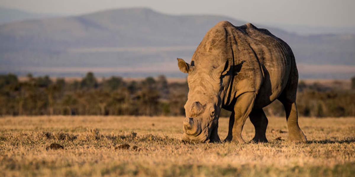 The Best Kenya Wildlife Conservancies. Courtesy Photo. 8-Day Kenya Safari