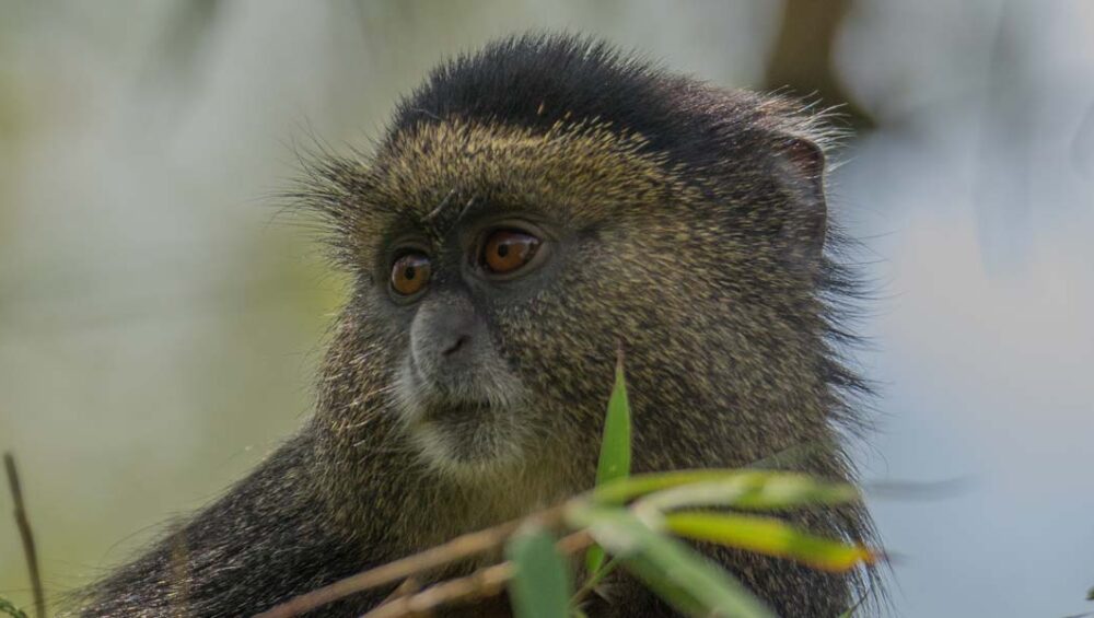 The Best of Northern Rwanda Safari Adventures