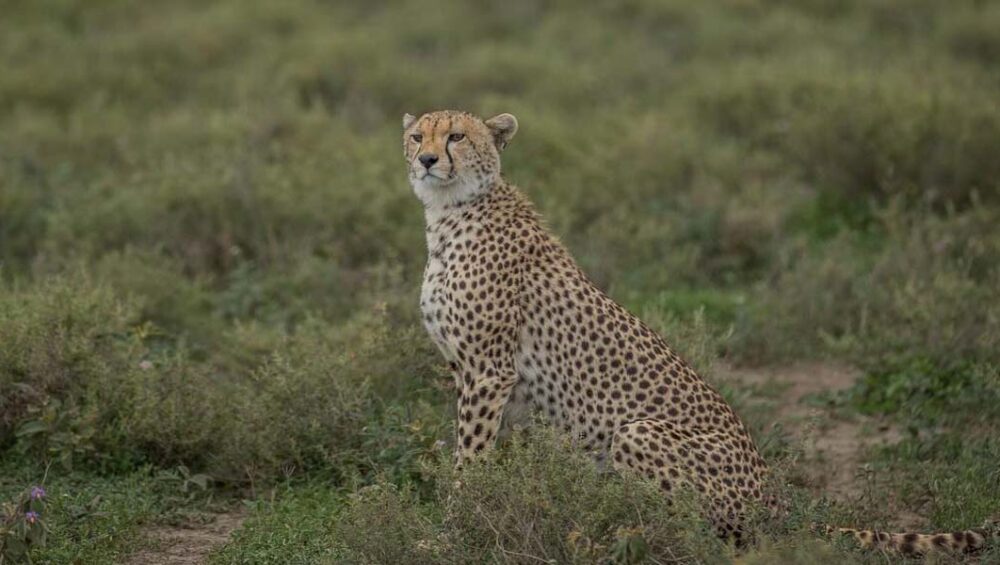The Best of Serengeti Safari Adventures. Photo By Eric Manzi