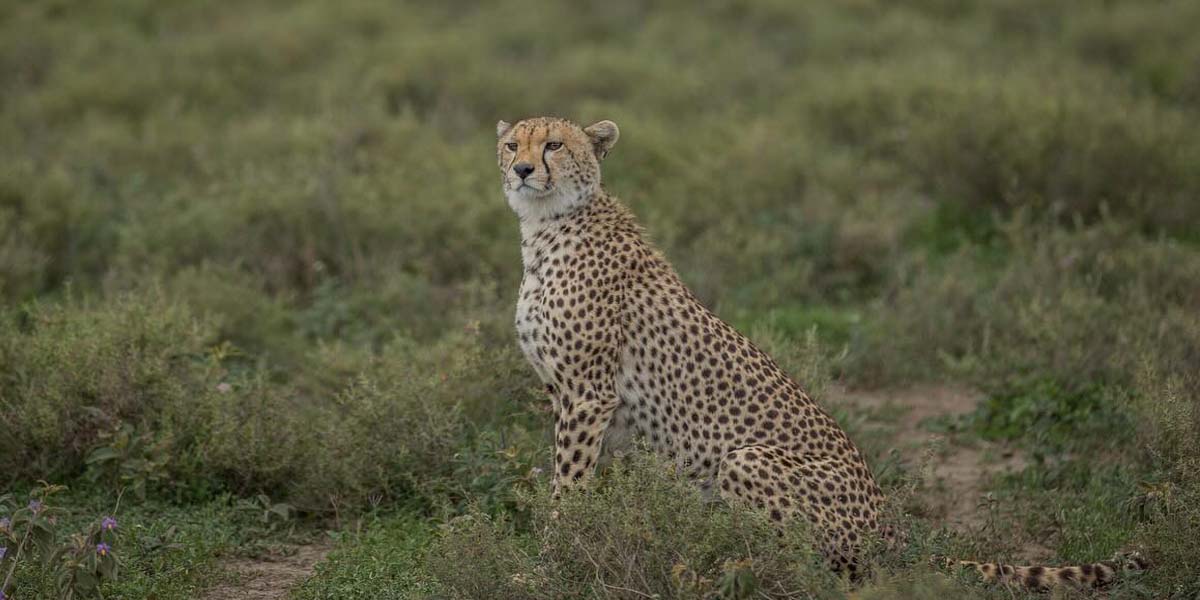 The Best of Serengeti Safari Adventures. Photo By Eric Manzi